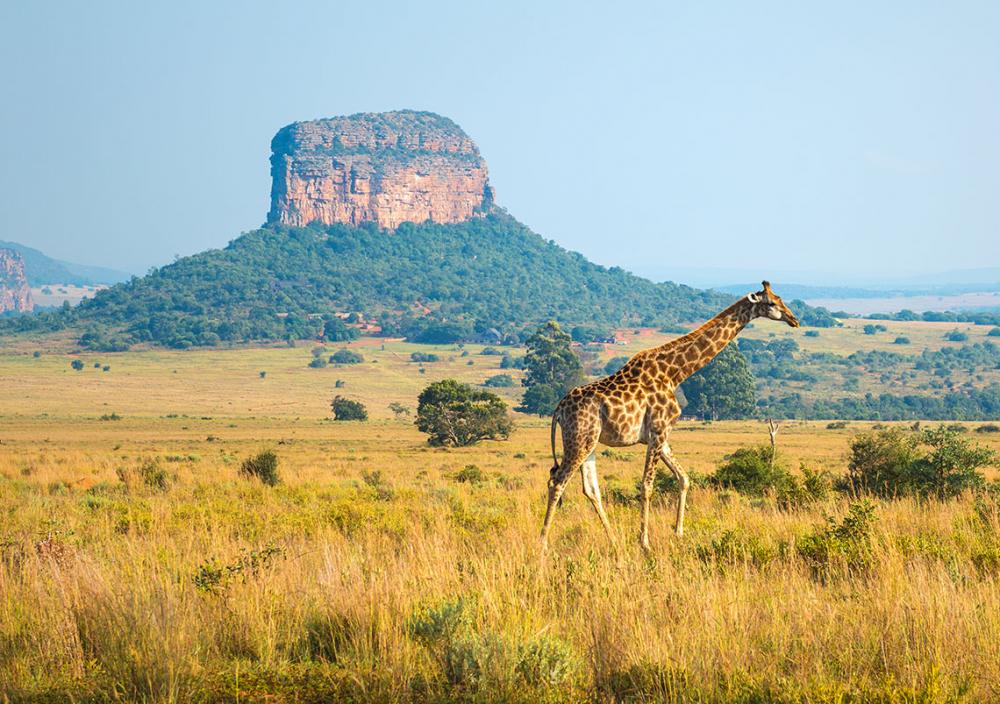 South Africa Explorer