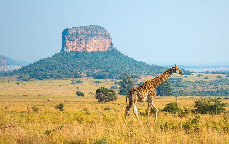 South Africa Explorer