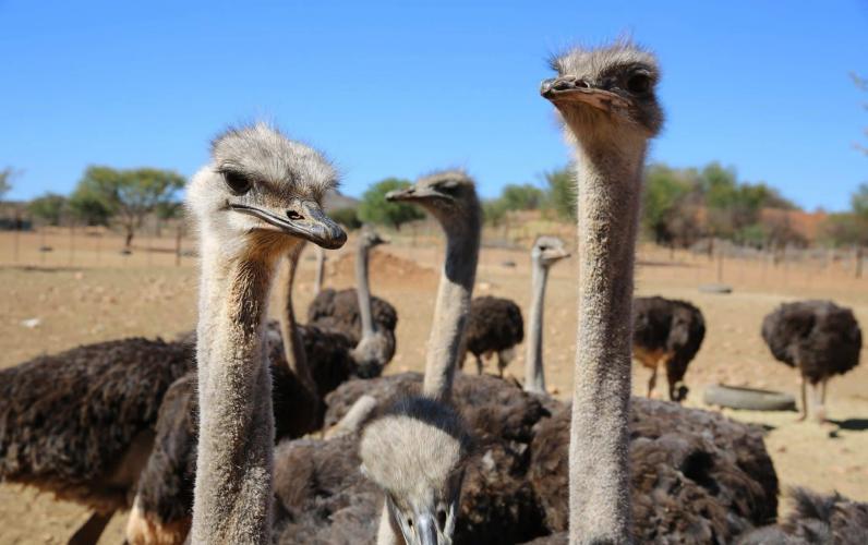 Wild South Africa in 2027