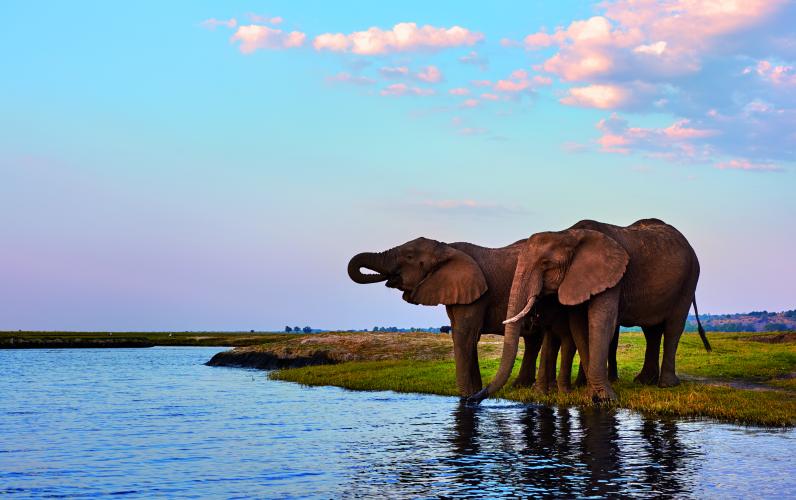 Where Giants Roam - Victoria Falls, Chobe & Hwange Safari
